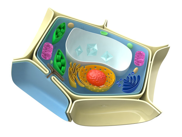 植物细胞图片下载