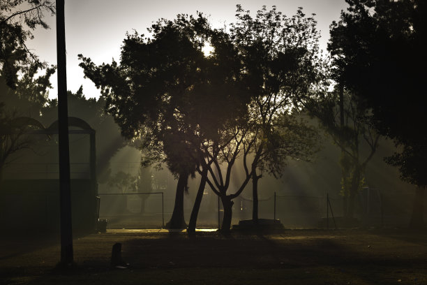 早上在公园的树后面图片下载