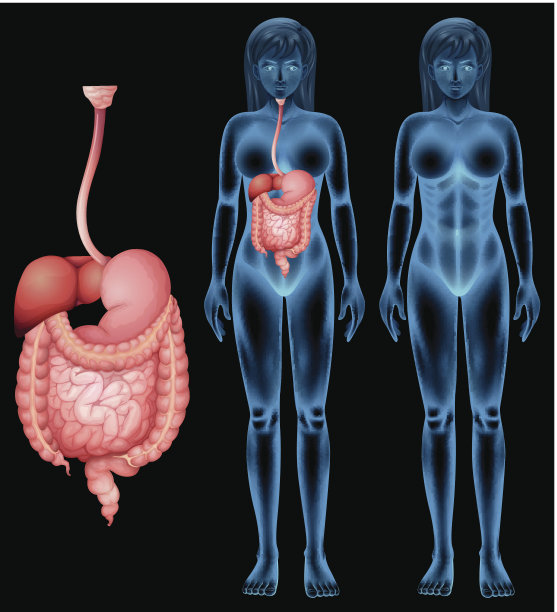 人类的消化系统图片下载