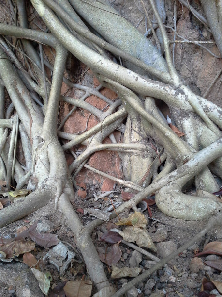 树根背景图片下载