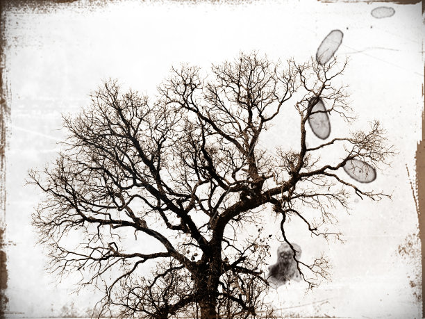 树的轮廓图片下载