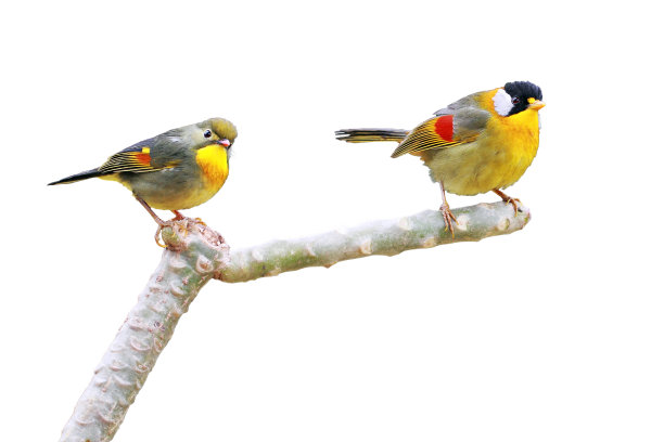 莱奥特克斯图片下载