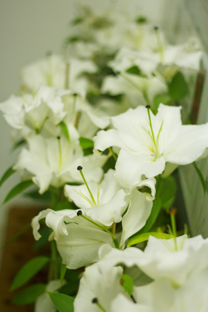 美丽的郁金香写图片下载