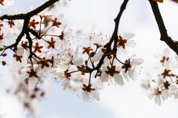 樱桃，梅子或密罗汉花素材图片