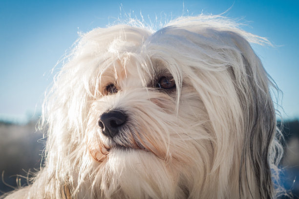 狗肖像图片下载