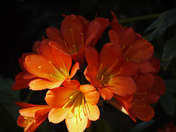 壮观的橙色花在斑驳的光图片下载