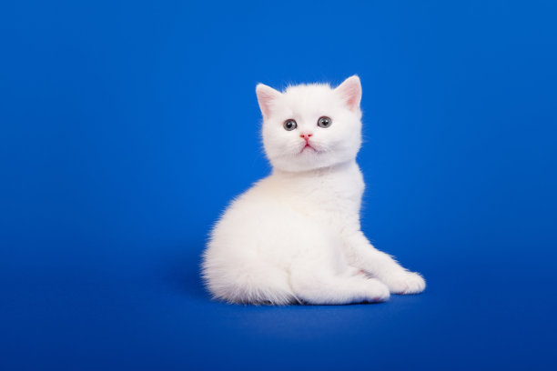 苏格兰纯种猫图片下载