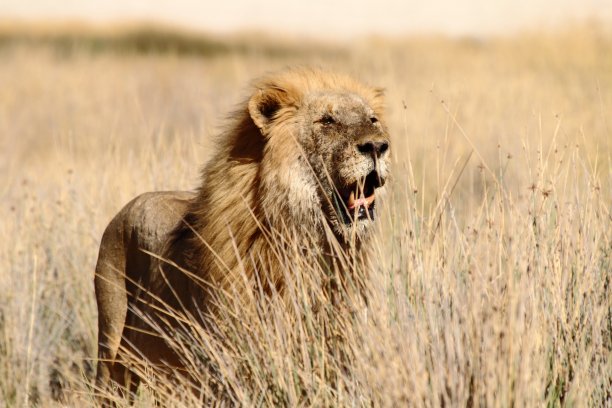 非洲丛林草原的狮子图片下载