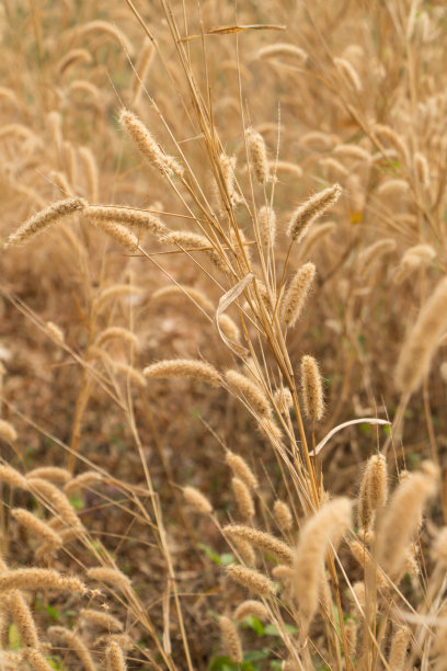 羽毛狼尾草,草图片下载