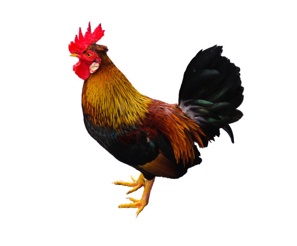 公鸡图片下载