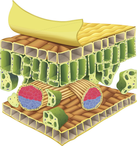 植物维管组织图片下载