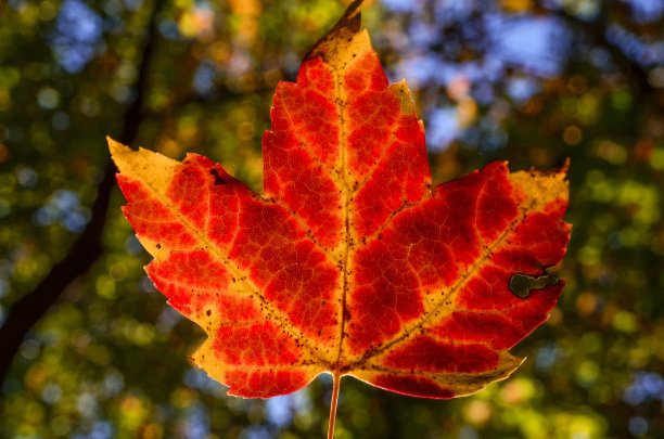 秋天的叶子图片下载