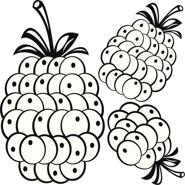 树莓孤立在白色背景图片下载