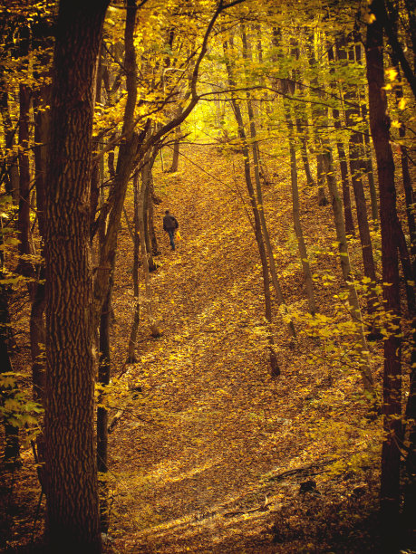 秋天，人们在森林里行走图片下载