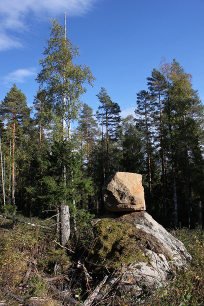 石头和树图片下载