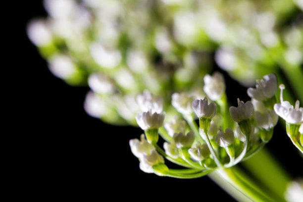 白色的花朵图片下载