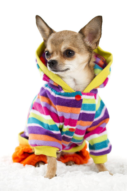 吉娃娃的衣服图片下载