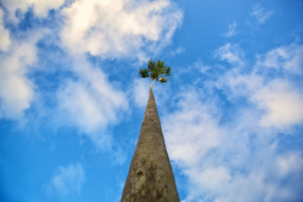 棕榈树图片下载