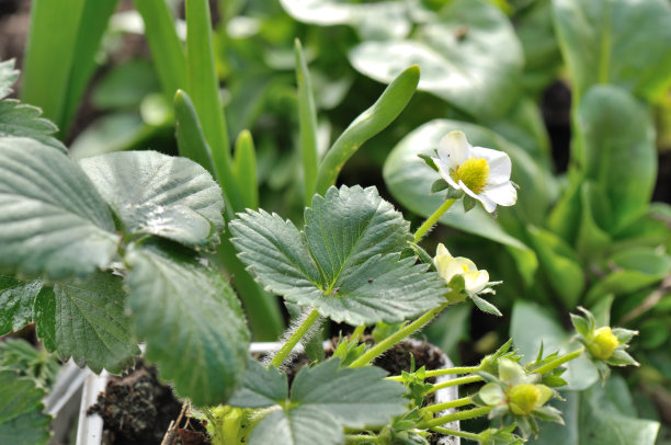 草莓小花图片下载