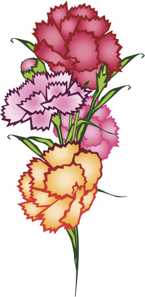 康乃馨C图片下载