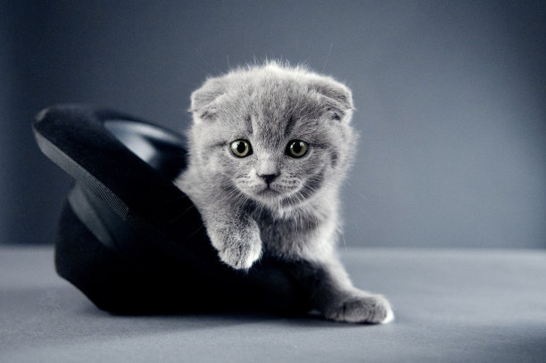 英国/苏格兰短毛猫图片下载