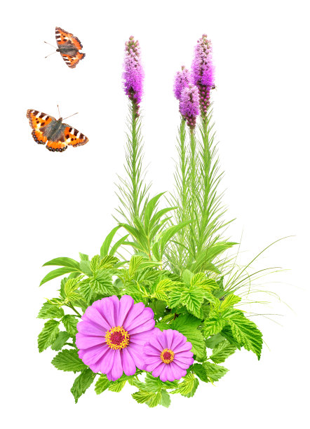 夏天的花，绿叶和蝴蝶图片下载