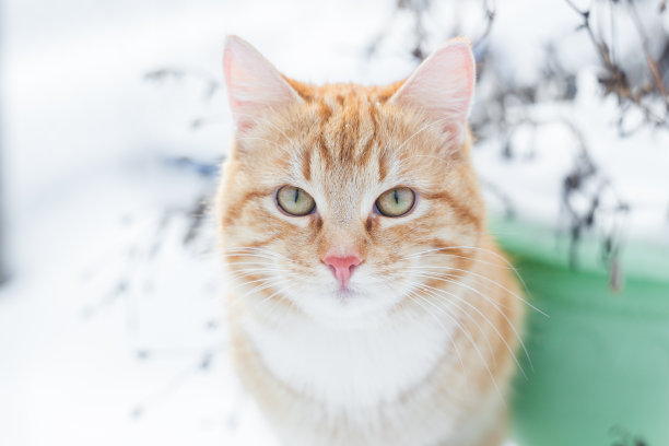 美丽的猫图片下载