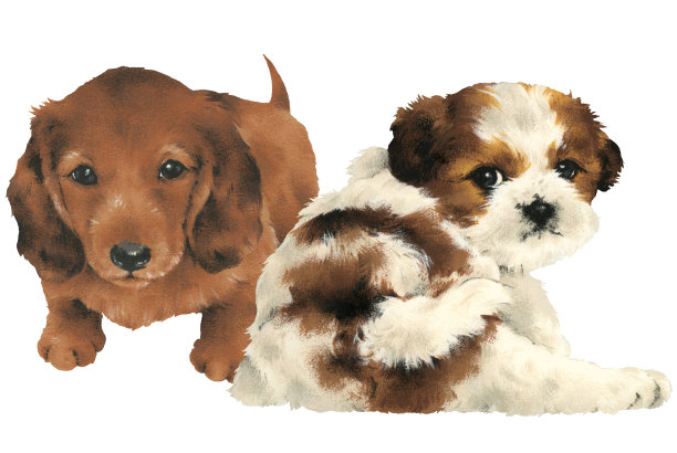 可爱的狗图片下载