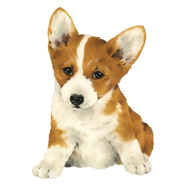 可爱的狗图片下载