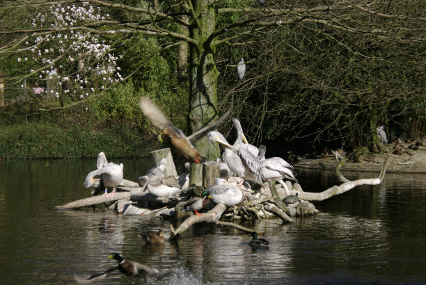 维格尔图片下载