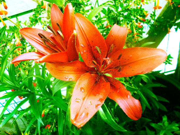 红色lirium花图片下载