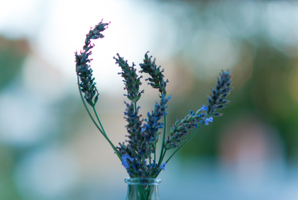 薰衣草开花。图片下载