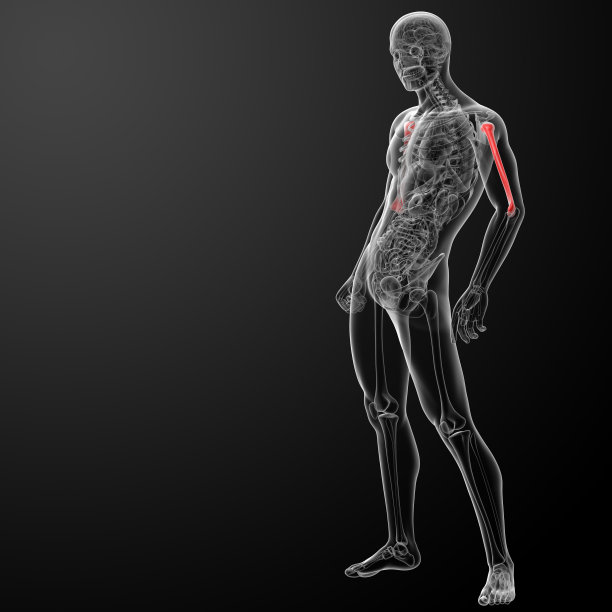3d渲染肱骨图片下载