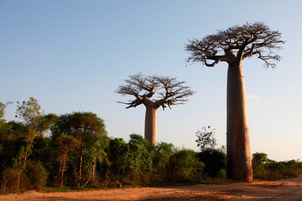 领域的猴面包树图片下载