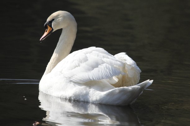 天鹅在湖图片下载