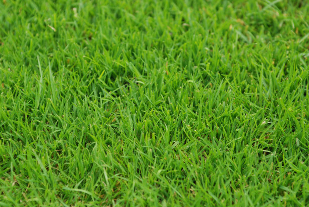 草坪上图片下载