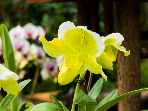 拖鞋夫人兰花帕菲奥佩迪卢姆图片下载