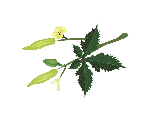 白色背景上的秋葵的茎图片下载