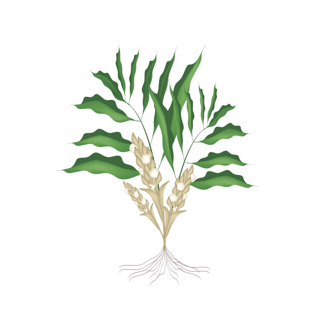 新鲜小豆蔻植物在白色的背景图片下载