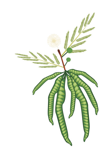 新鲜的白色Popinac荚图片下载