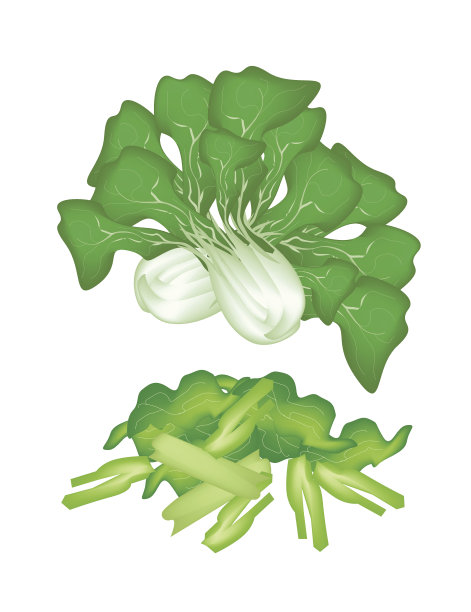 新鲜的绿色薄菜在一个白色的背景图片下载