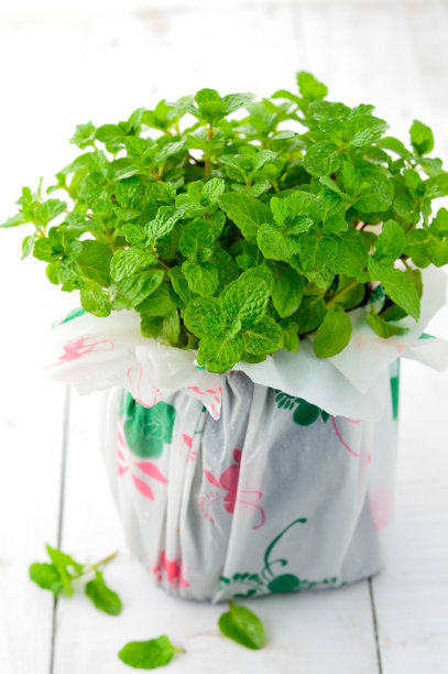 新鲜的薄荷图片下载