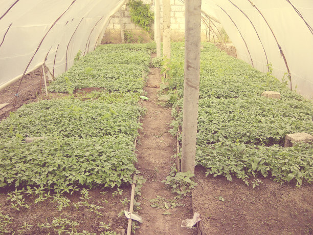 温室与幼苗图片下载