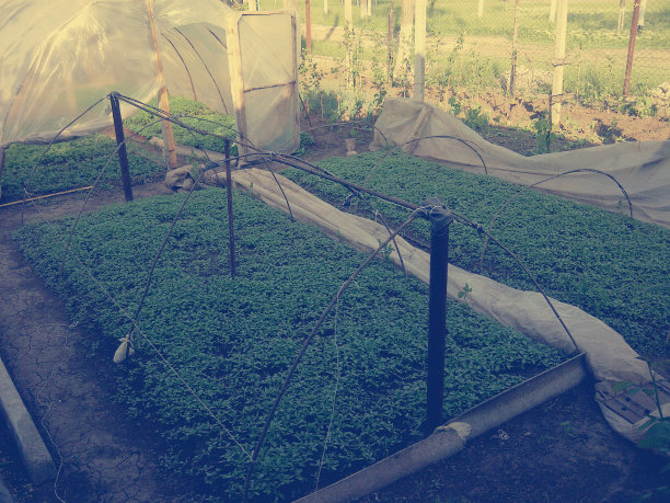 温室与幼苗图片下载