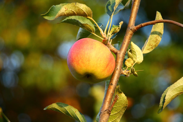 树枝上五颜六色的苹果图片下载