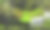 热带水生植物图片下载