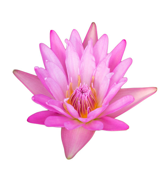 粉红色的睡莲图片下载