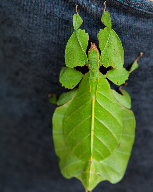 大叶，叶虫走叶图片下载