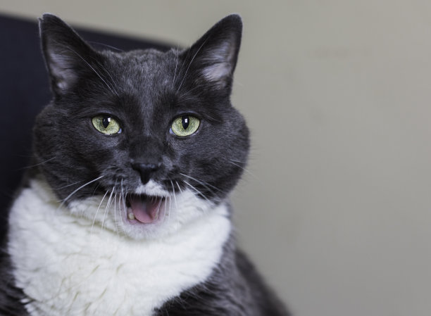 猫的喵图片下载