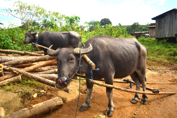 两个水牛的照片图片下载